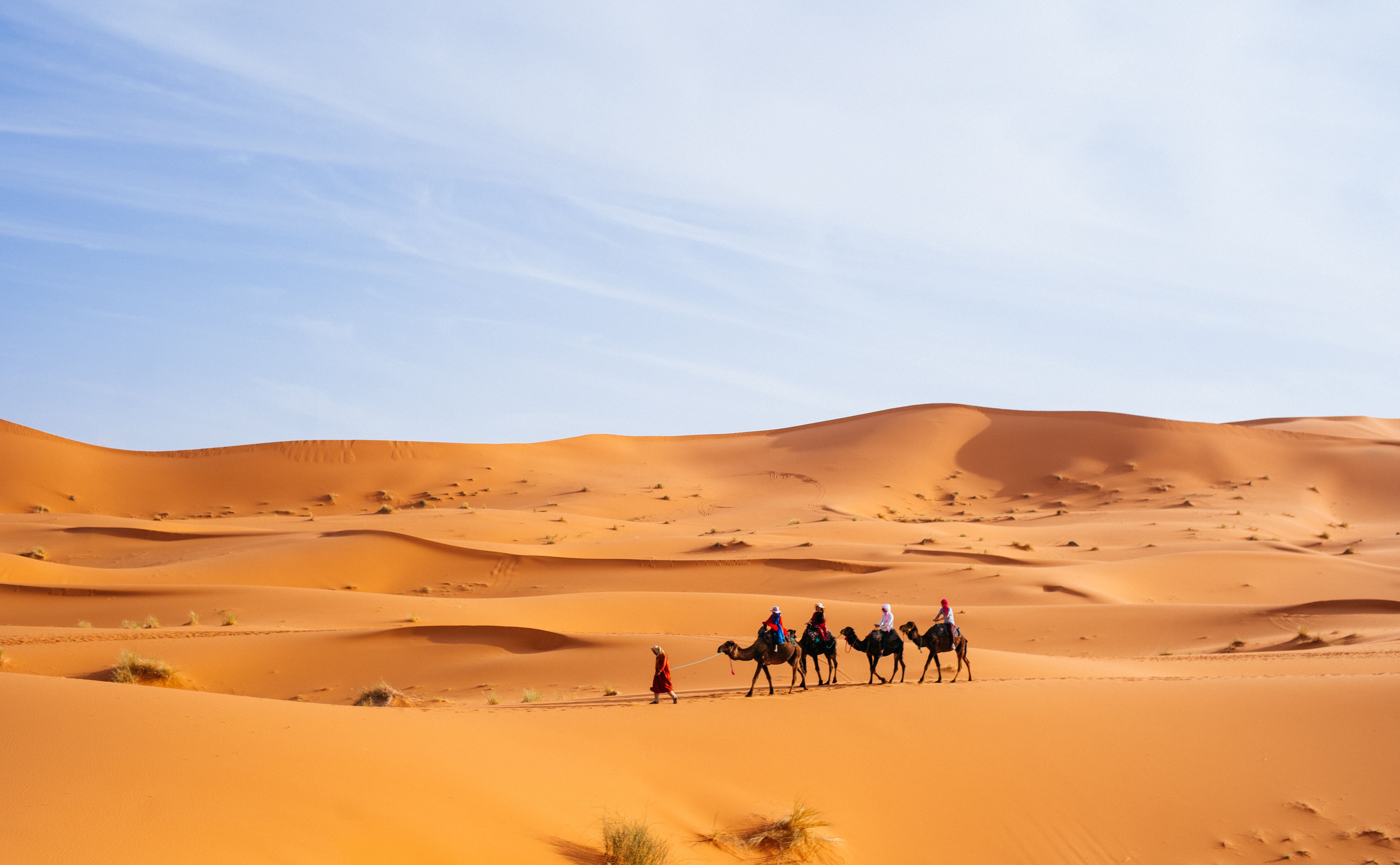 Camello en el desierto